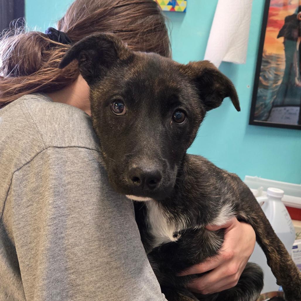 Enlarge Hobbes, a ADOPTABLE Mixed Breed in Graham, TX image 4/4