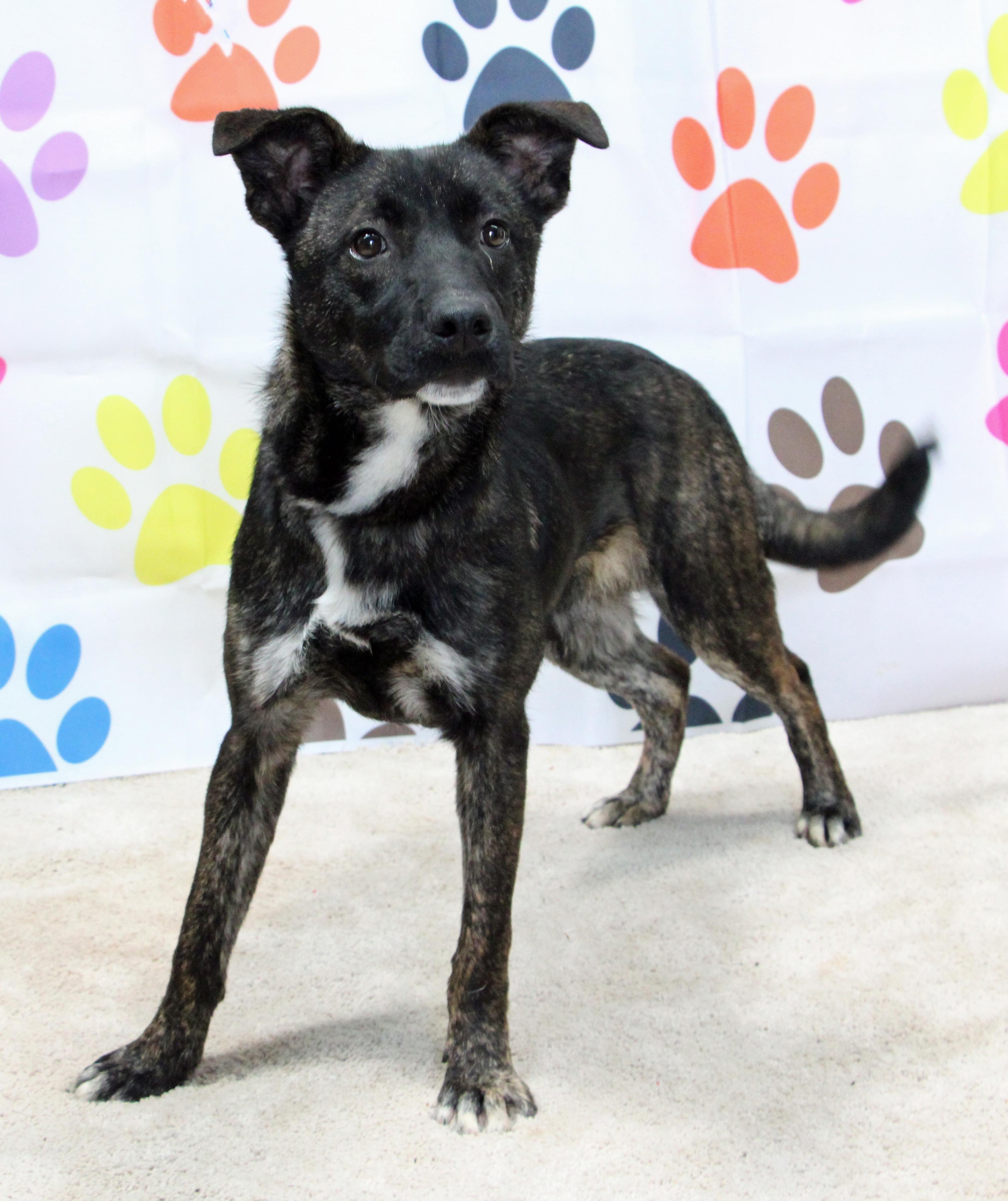 Hobbes, ADOPTABLE, Young Male Mixed Breed.