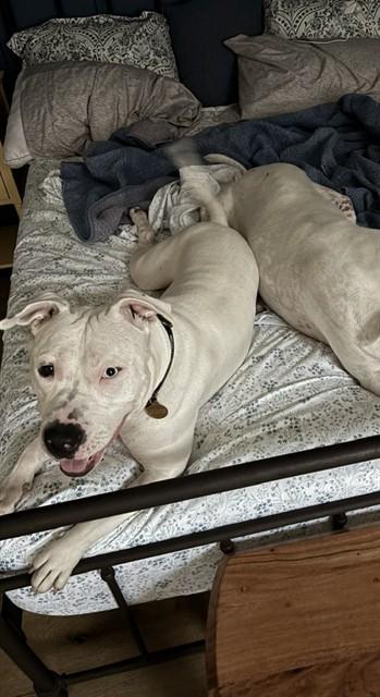 WONDERBREAD, Adoptable, Adult Female Pit Bull Terrier.