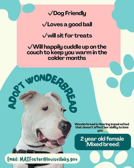 Enlarge WONDERBREAD, a Adoptable Pit Bull Terrier in Louisville, KY image 1/1