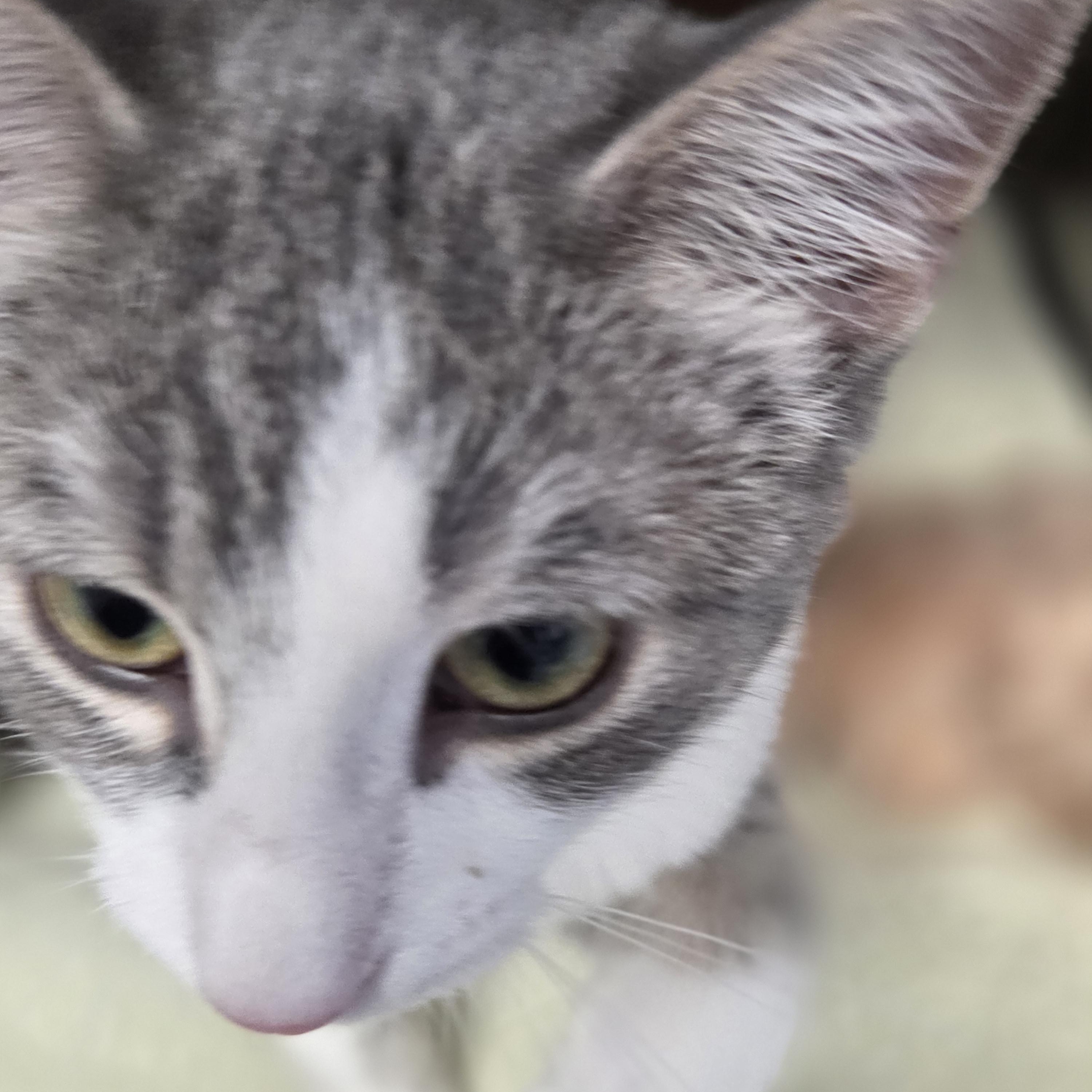 Enlarge Sicily, a Adoptable Domestic Short Hair in Brooks, AB image 2/3