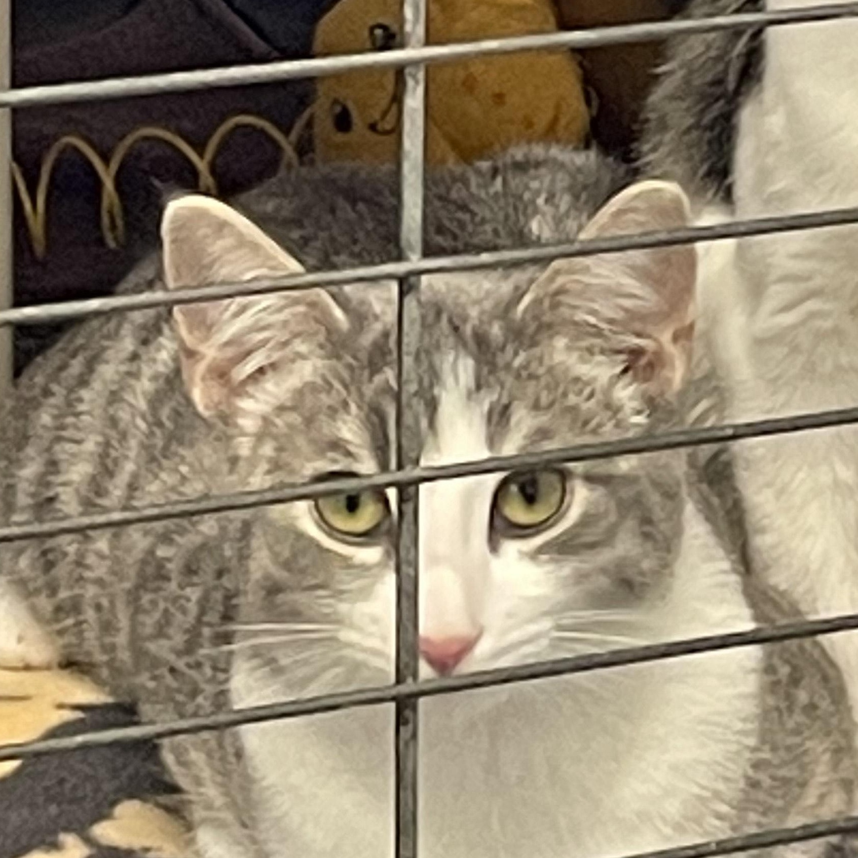 Enlarge Sicily, a Adoptable Domestic Short Hair in Brooks, AB image 3/3