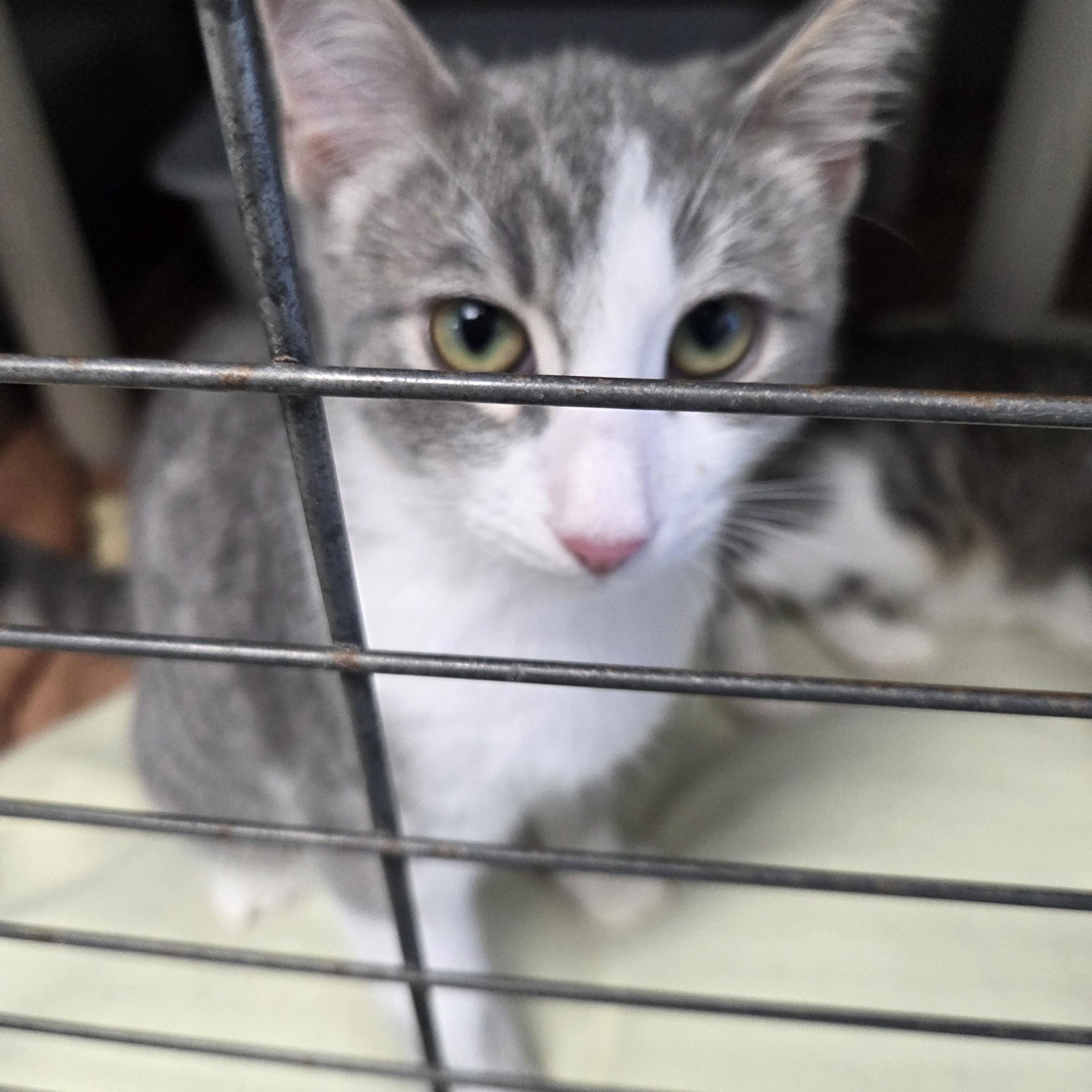 Sicily, Adoptable, Young Female Domestic Short Hair.