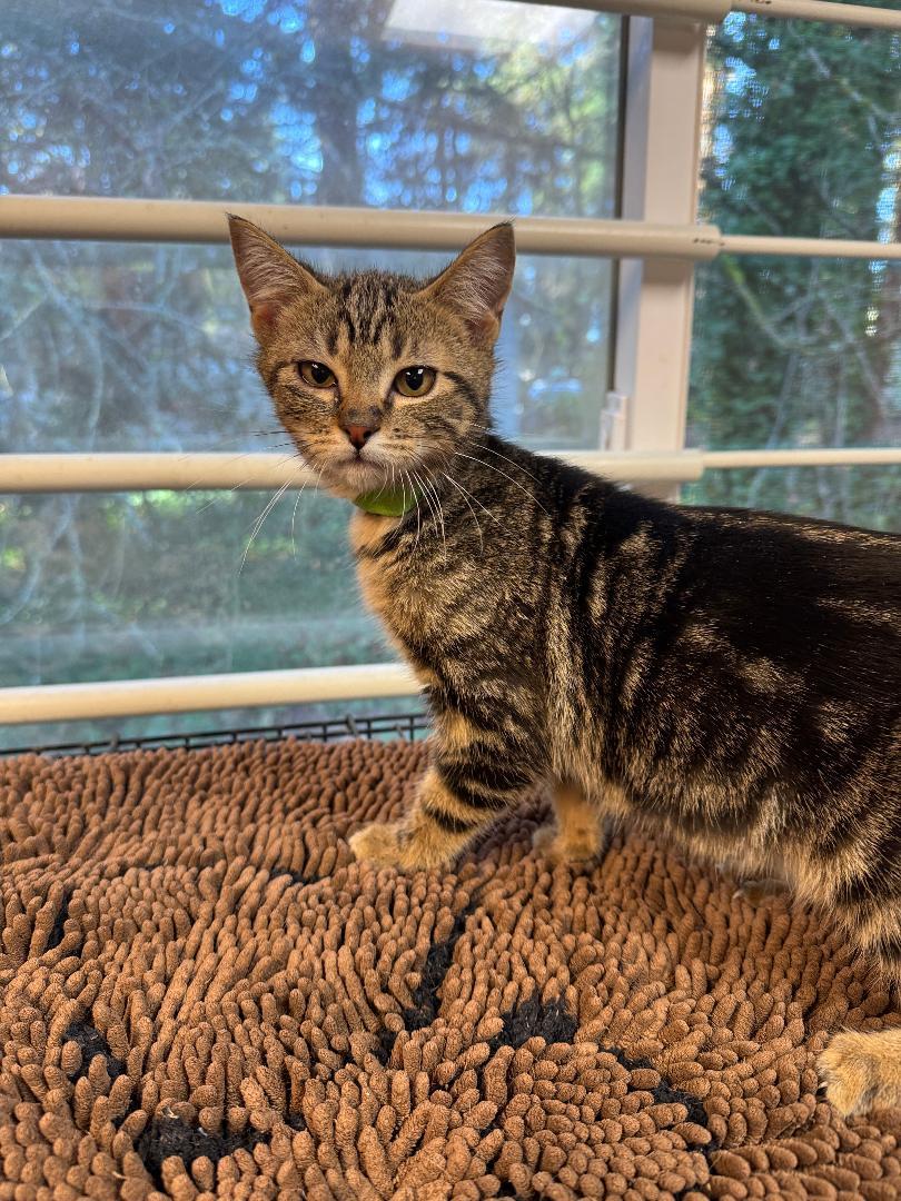 Trout, ADOPTABLE, Young Male Tabby.