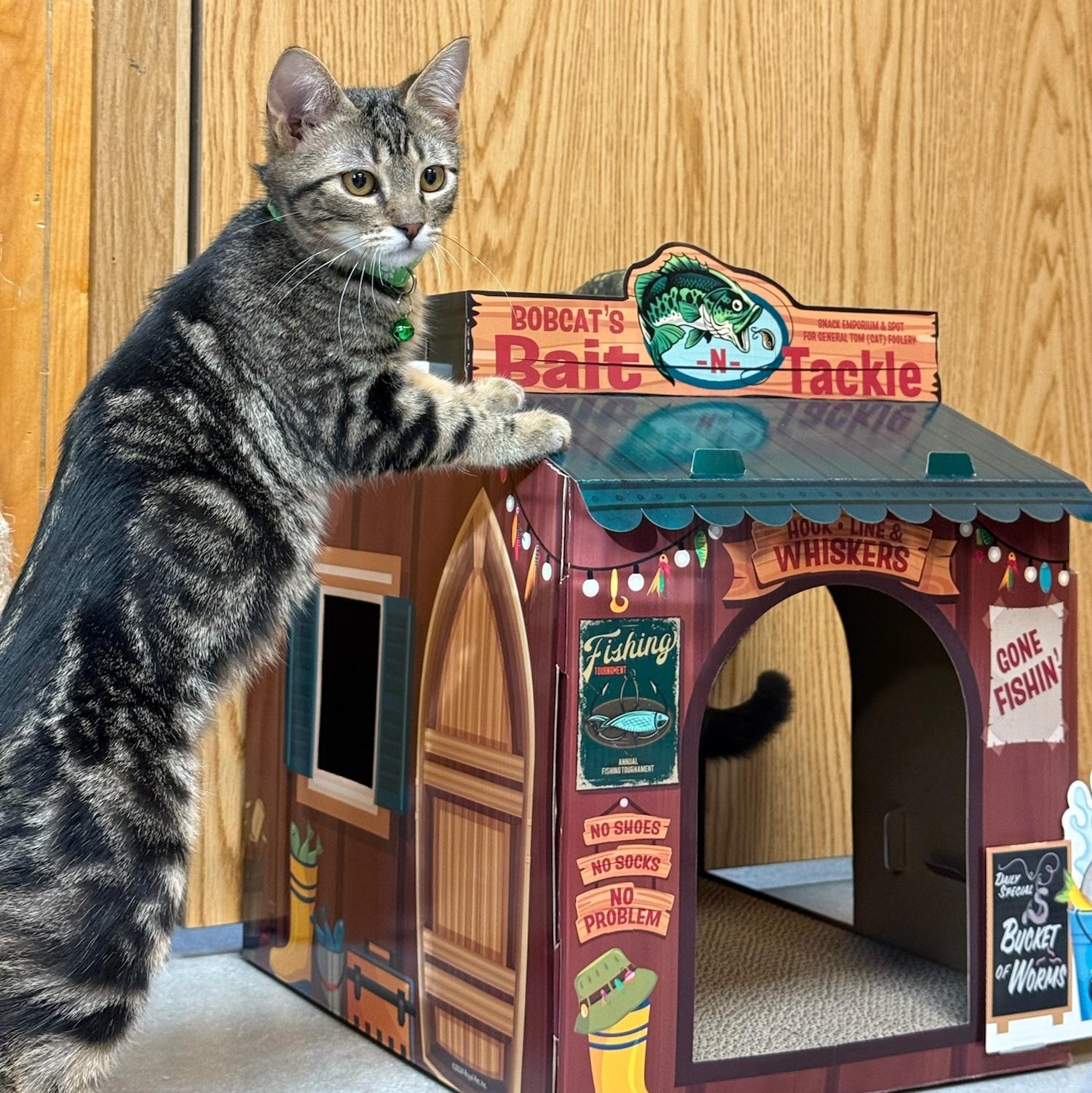 Trout, ADOPTABLE, Young Male Tabby.