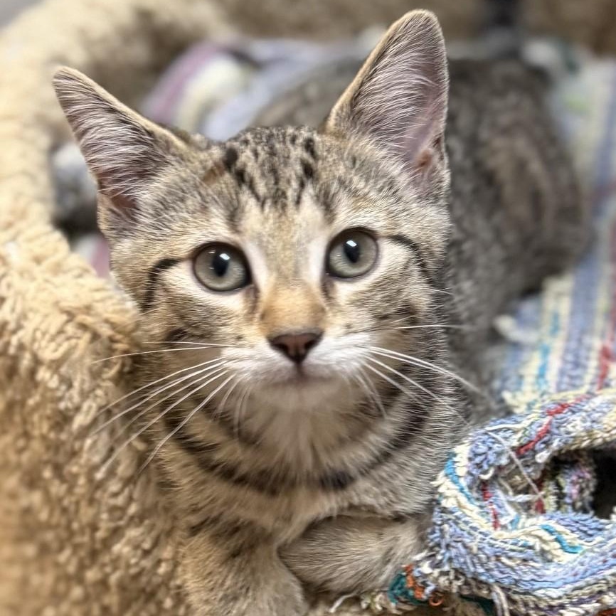 Enlarge Sprout, an adopted Domestic Short Hair in Dover, DE image 1/4
