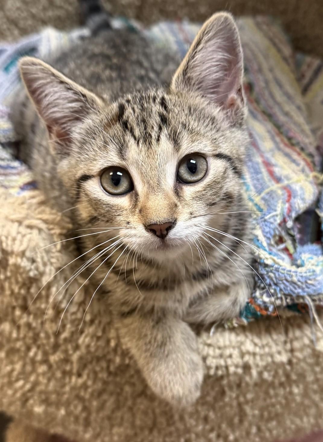 Enlarge Sprout, an adopted Domestic Short Hair in Dover, DE image 3/4