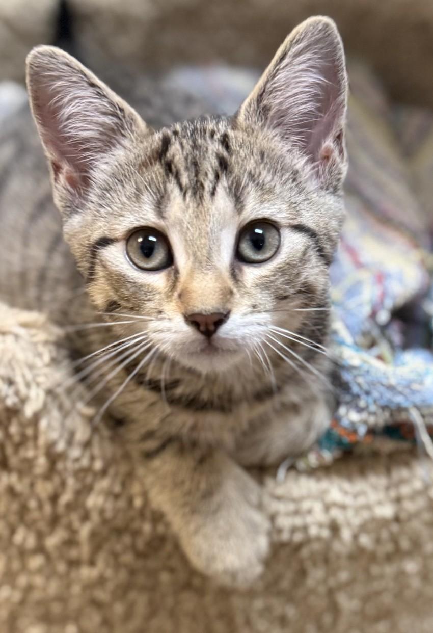 Enlarge Sprout, an adopted Domestic Short Hair in Dover, DE image 2/4