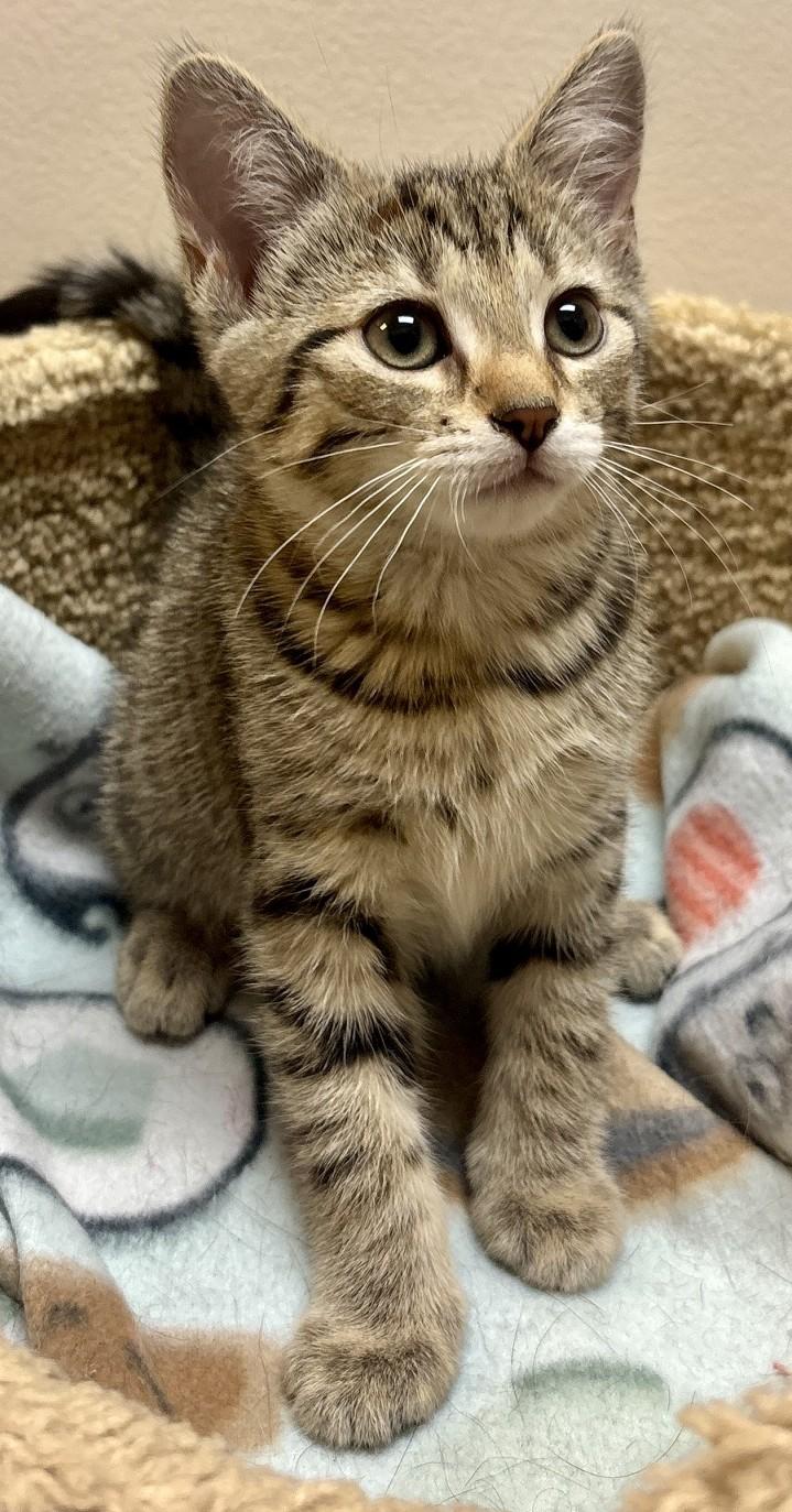 Enlarge Sprout, an adopted Domestic Short Hair in Dover, DE image 4/4