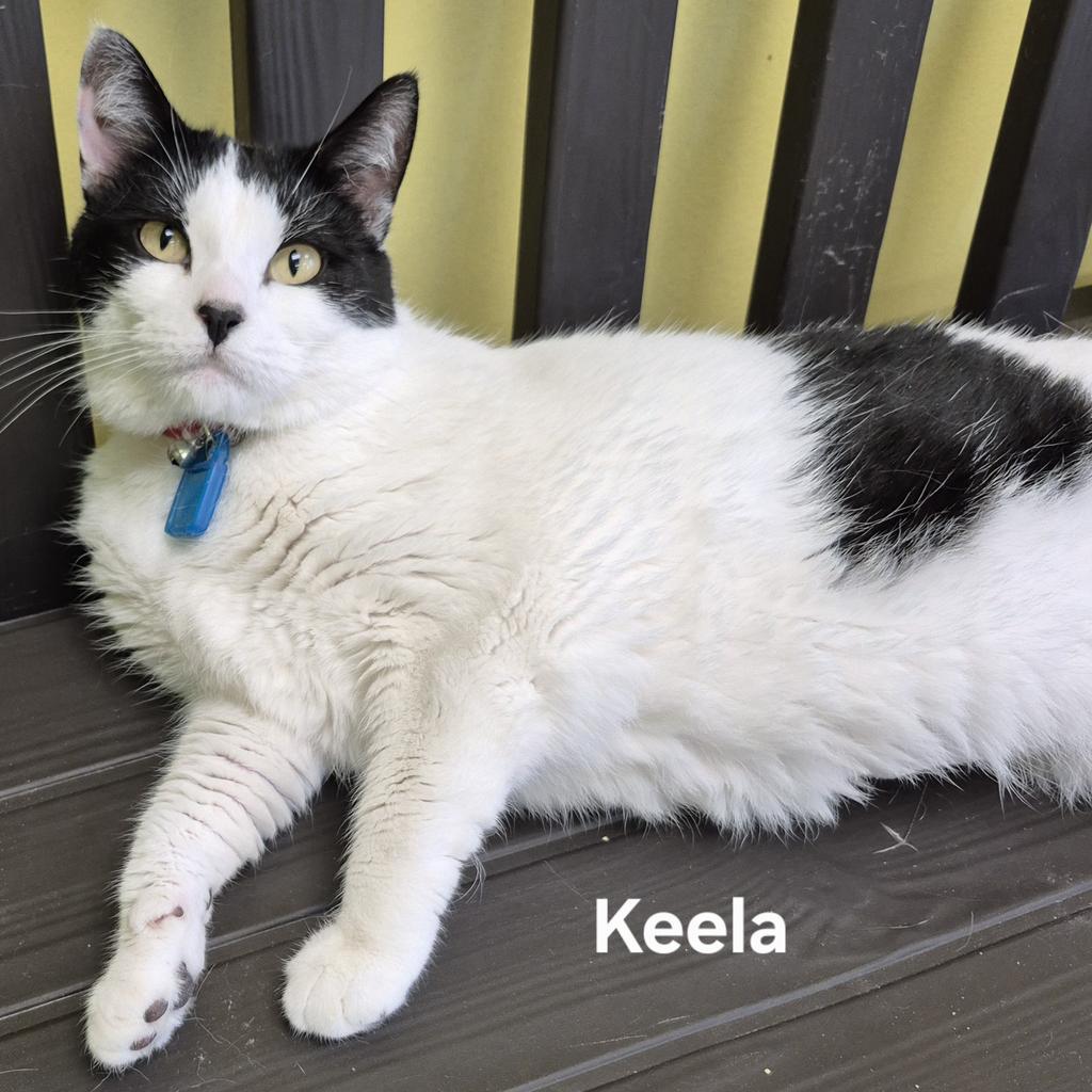 Keela, Adoptable, Young Female Domestic Short Hair.