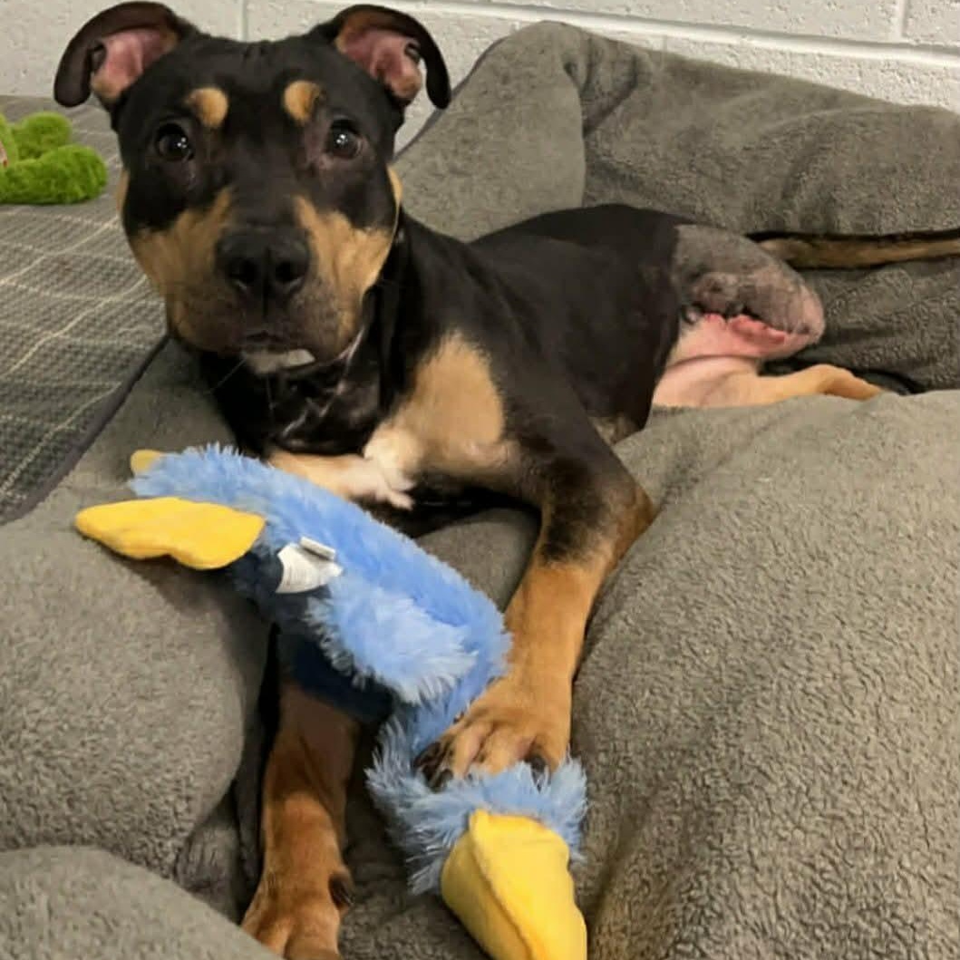 Enlarge Daphne! Petite Tripod Girl!, a ADOPTABLE mixed breed in Meriden, CT image 3/6