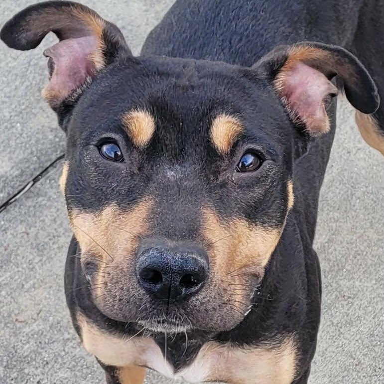 Daphne! Petite Tripod Girl!, ADOPTABLE, Young Female Mixed Breed & Terrier.