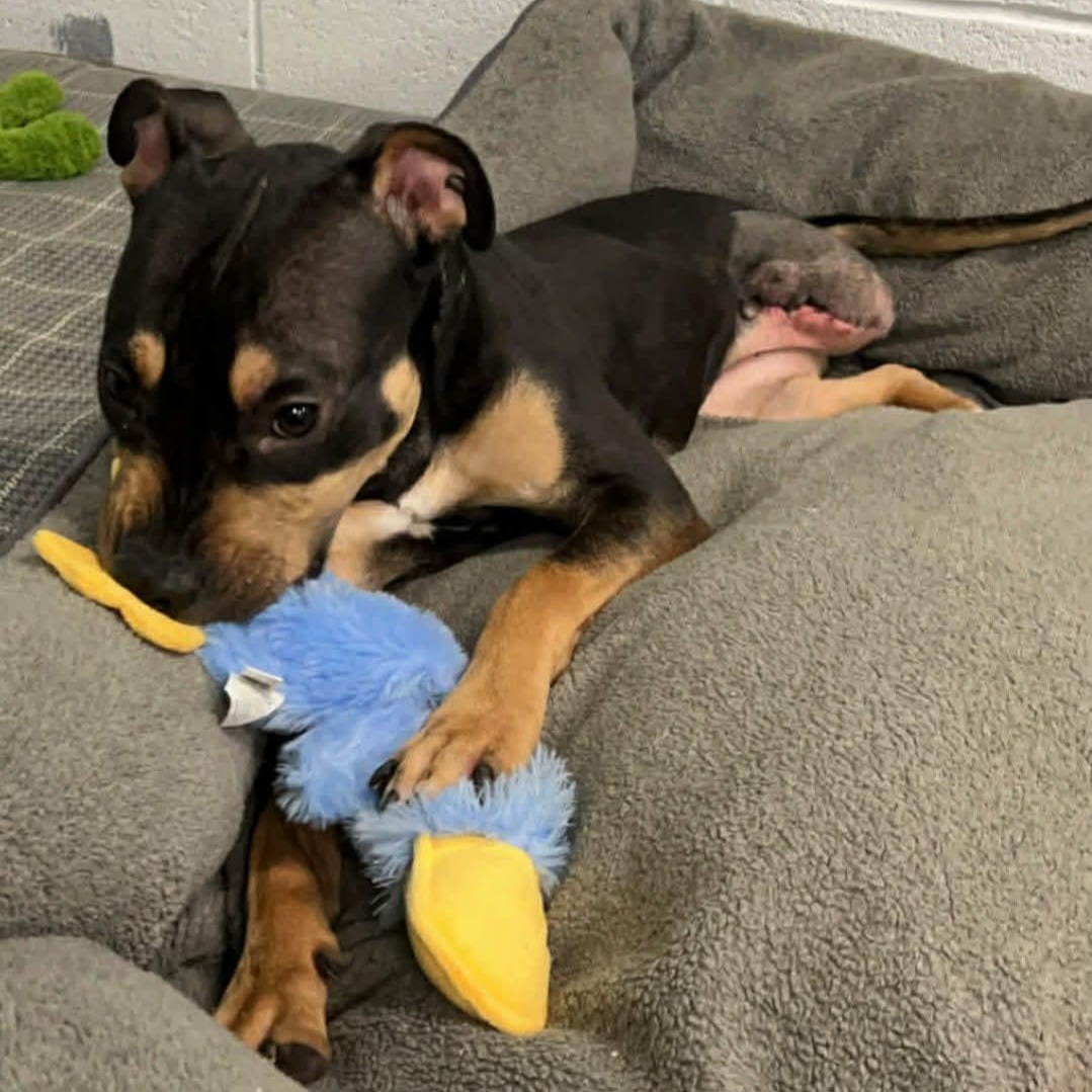 Enlarge Daphne! Petite Tripod Girl!, a ADOPTABLE mixed breed in Meriden, CT image 5/6