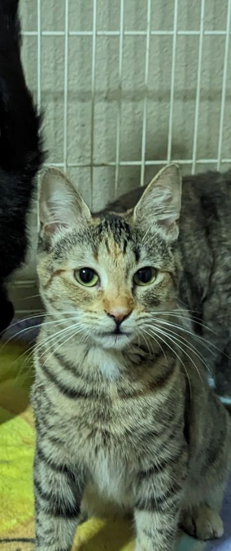 Runts, Adoptable, Young Female Tortoiseshell.