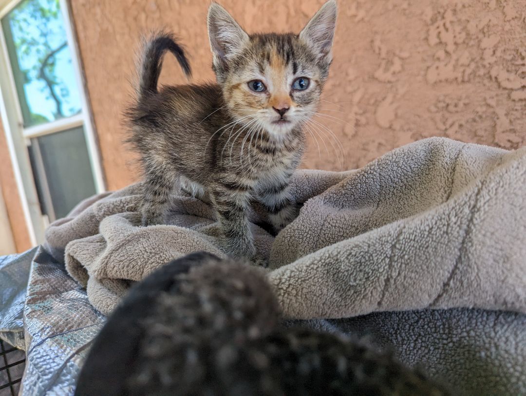 Runts, a Adoptable Tortoiseshell in Long Beach, CA image 2/2