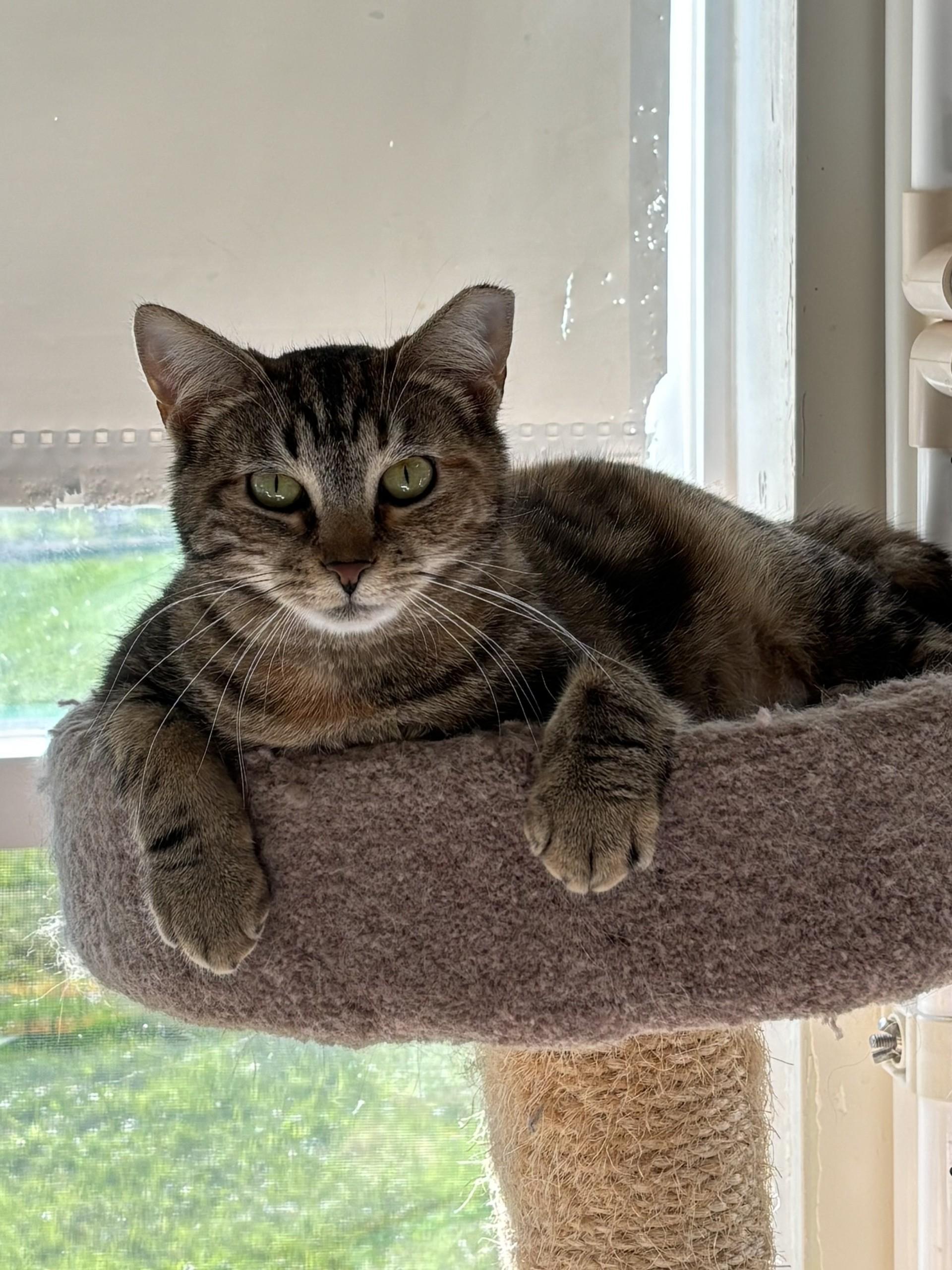 Enlarge Scarlet Pumpernickel, a ADOPTABLE Domestic Short Hair in Altoona, PA image 1/2