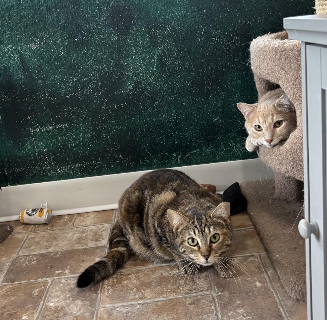 Enlarge Scarlet Pumpernickel, a ADOPTABLE Domestic Short Hair in Altoona, PA image 2/2