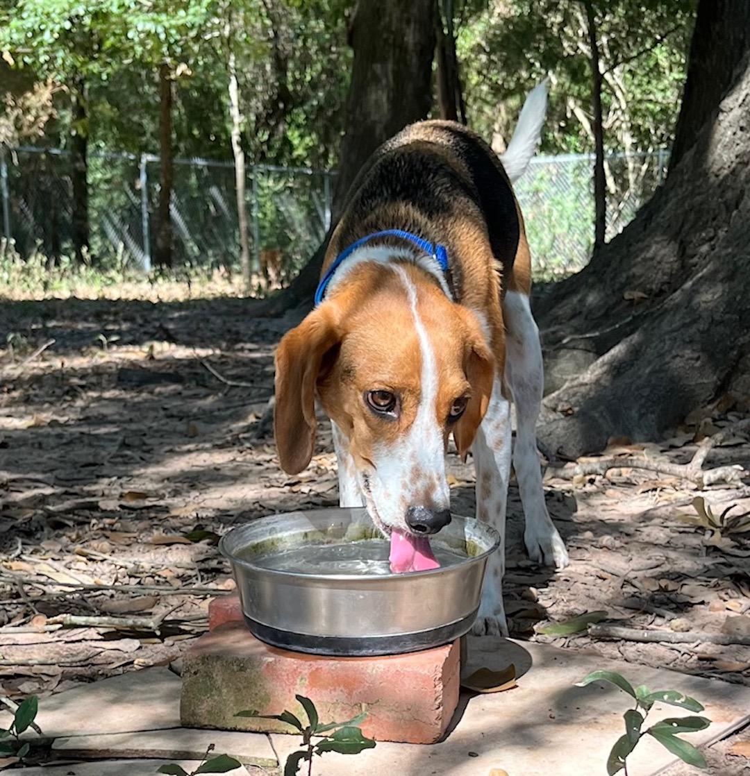 Milo, a Adoptable Beagle in Tomball, TX image 1/6