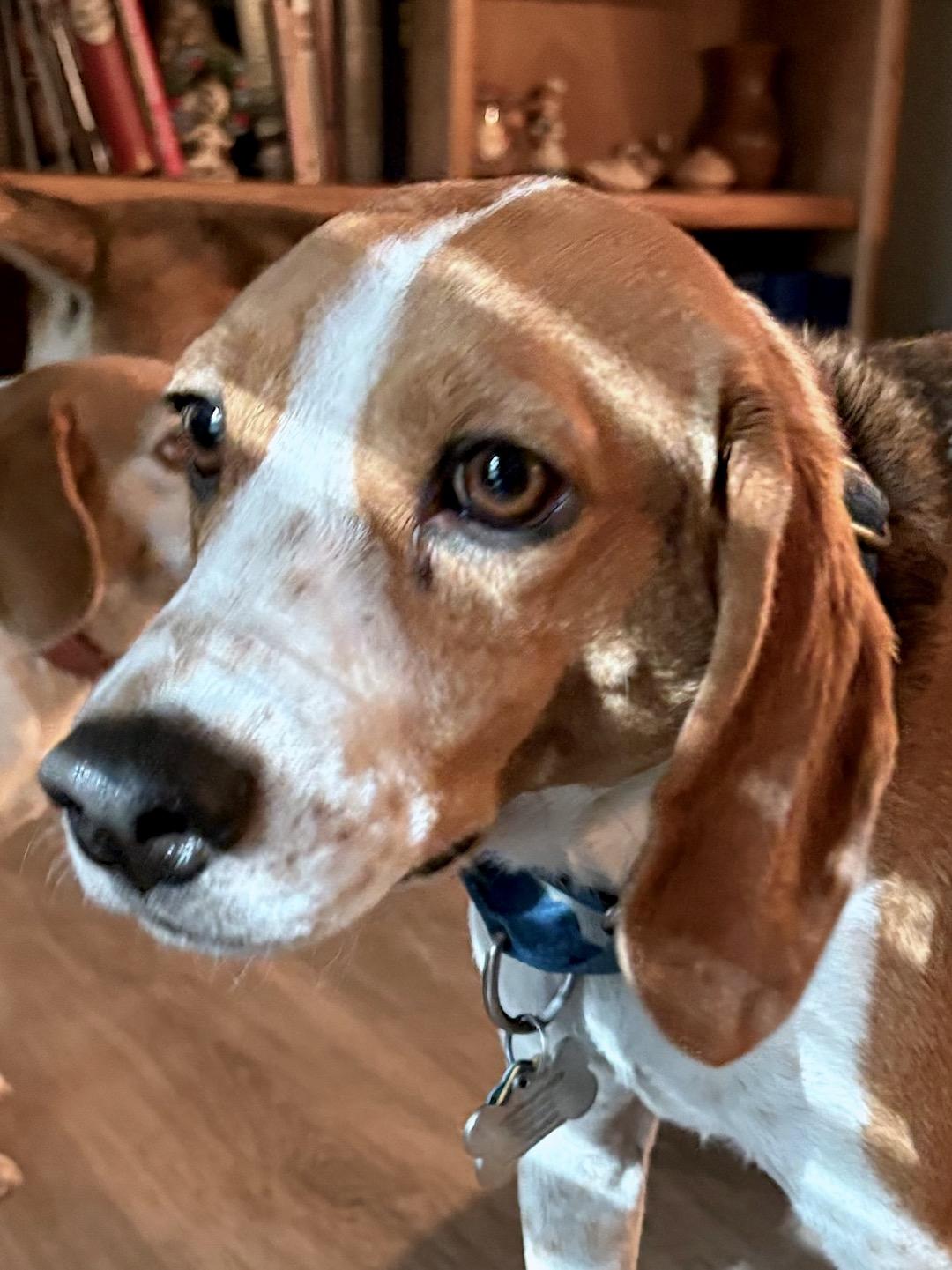 Milo, a Adoptable Beagle in Tomball, TX image 2/6