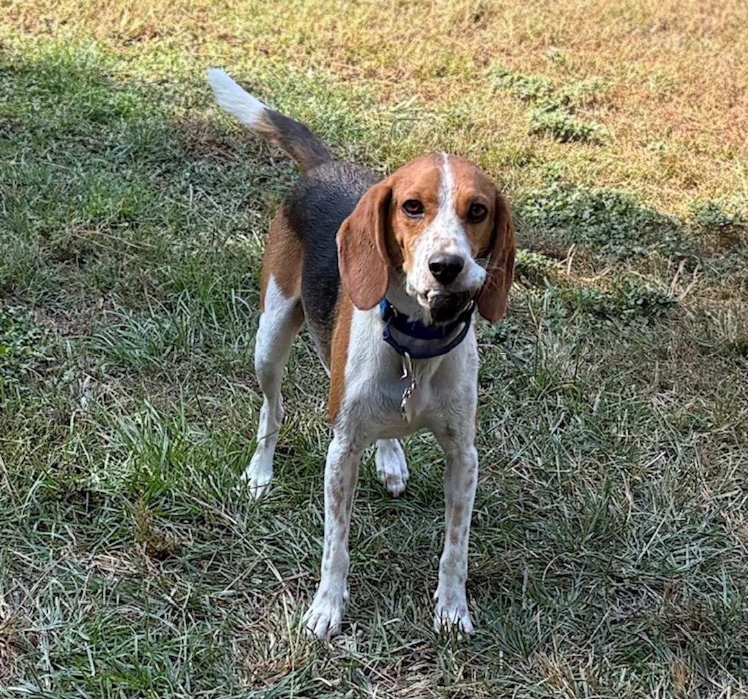 Milo, a Adoptable Beagle in Tomball, TX image 3/6