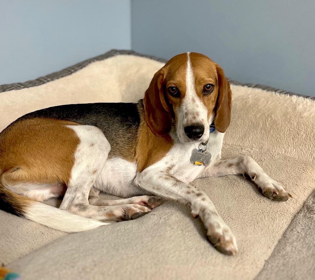 Milo, a Adoptable Beagle in Tomball, TX image 4/6