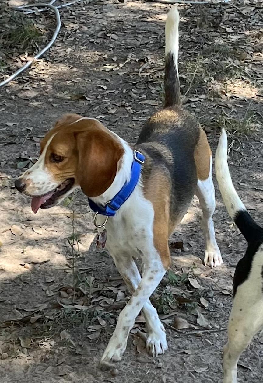 Milo, a Adoptable Beagle in Tomball, TX image 5/6