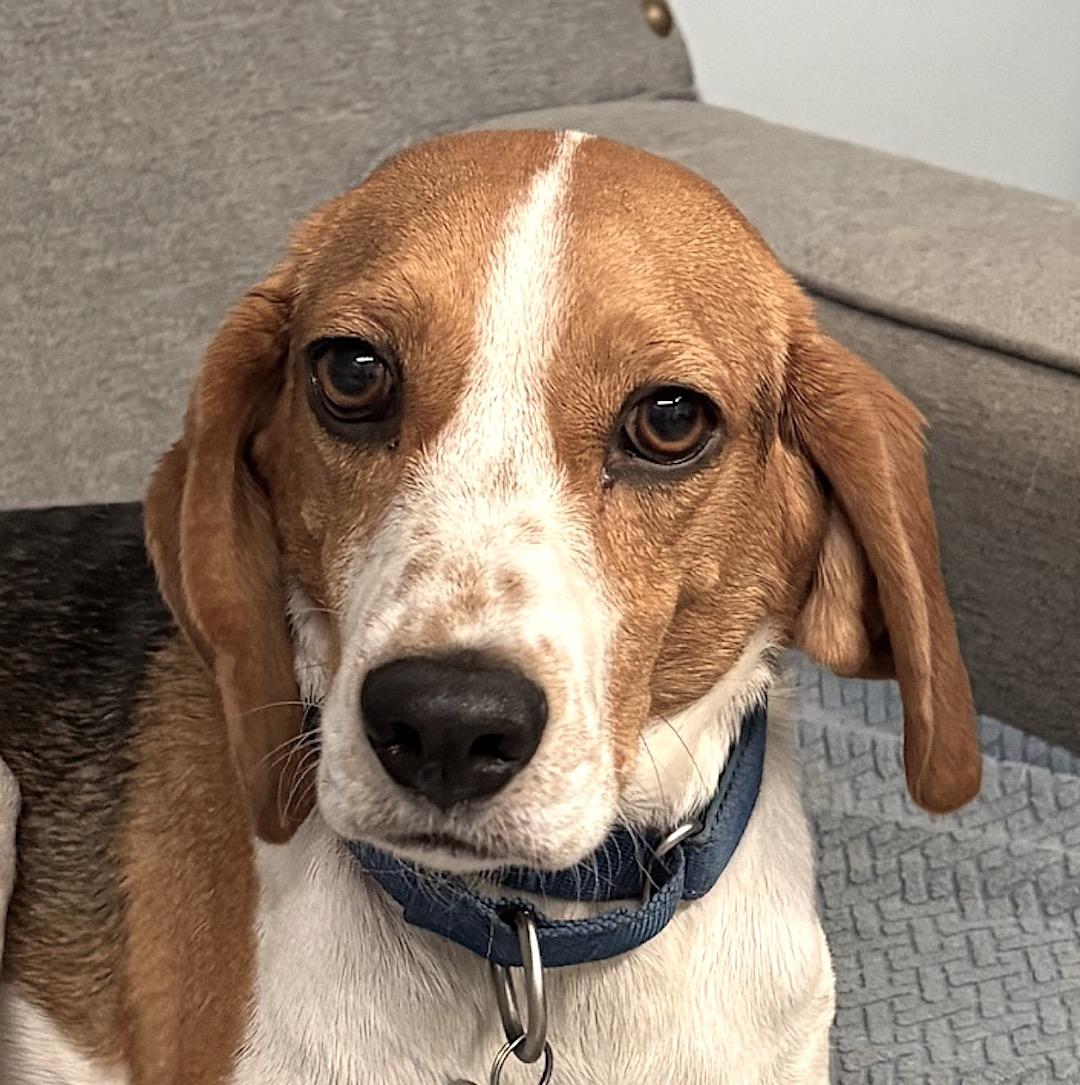 Milo, a Adoptable Beagle in Tomball, TX image 6/6
