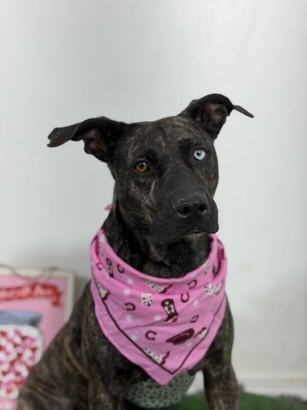 Enlarge Grace-One of our Amazing Rescue Dogs, a Adoptable mixed breed in San Marcos, CA image 1/1