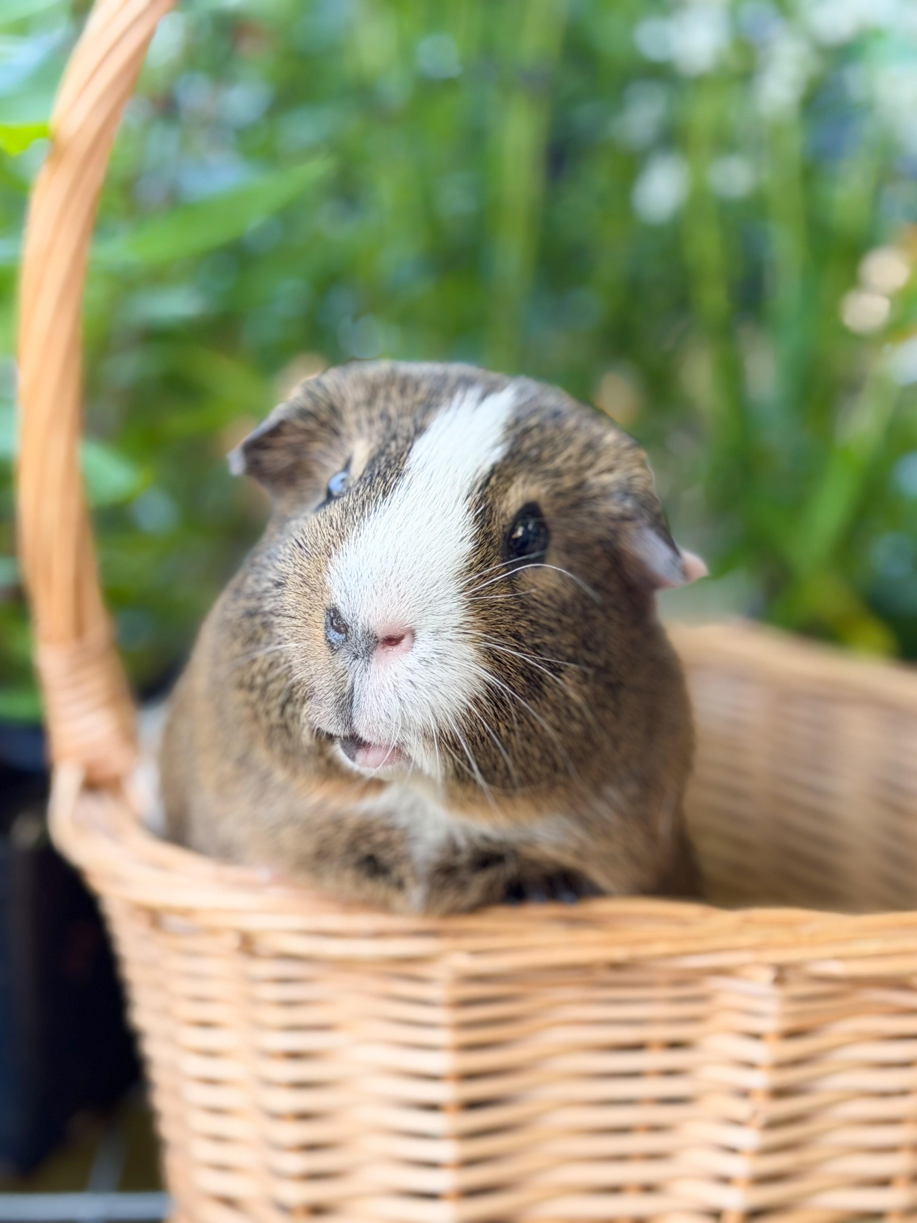Bubba, adopted, Adult Male Guinea Pig.