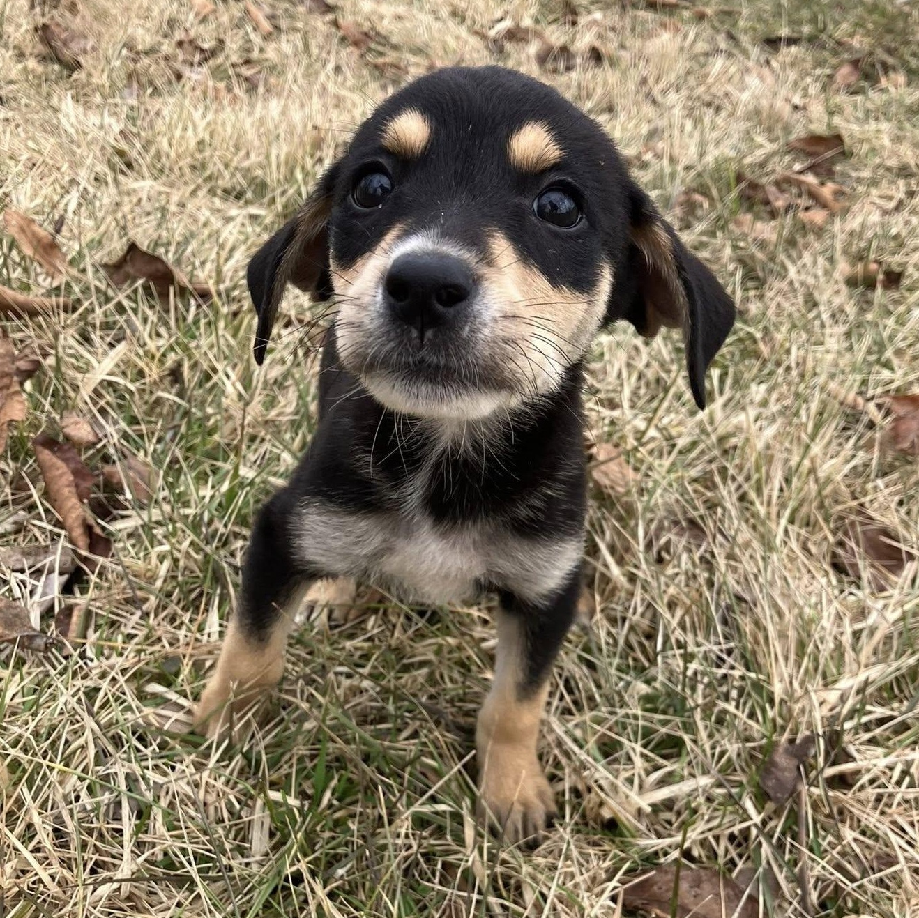 Enlarge Batman, a ADOPTABLE mixed breed in Rochester, NY image 3/4
