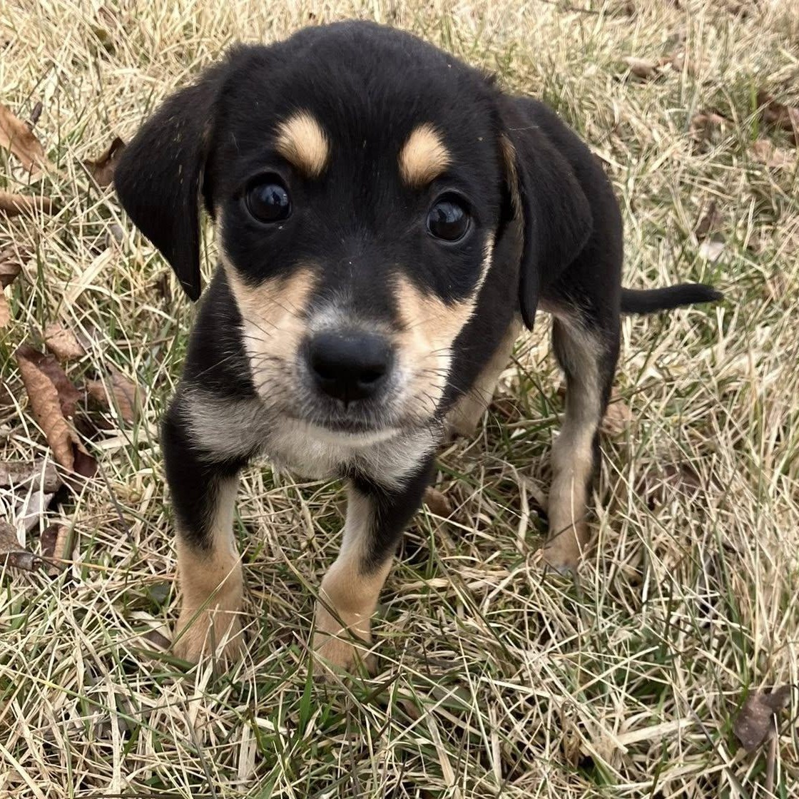 Enlarge Batman, a ADOPTABLE mixed breed in Rochester, NY image 4/4