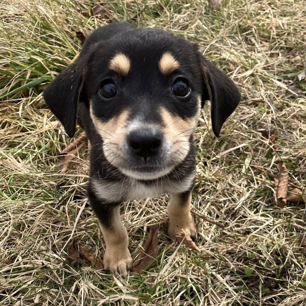 Enlarge Batman, a ADOPTABLE mixed breed in Rochester, NY image 2/4