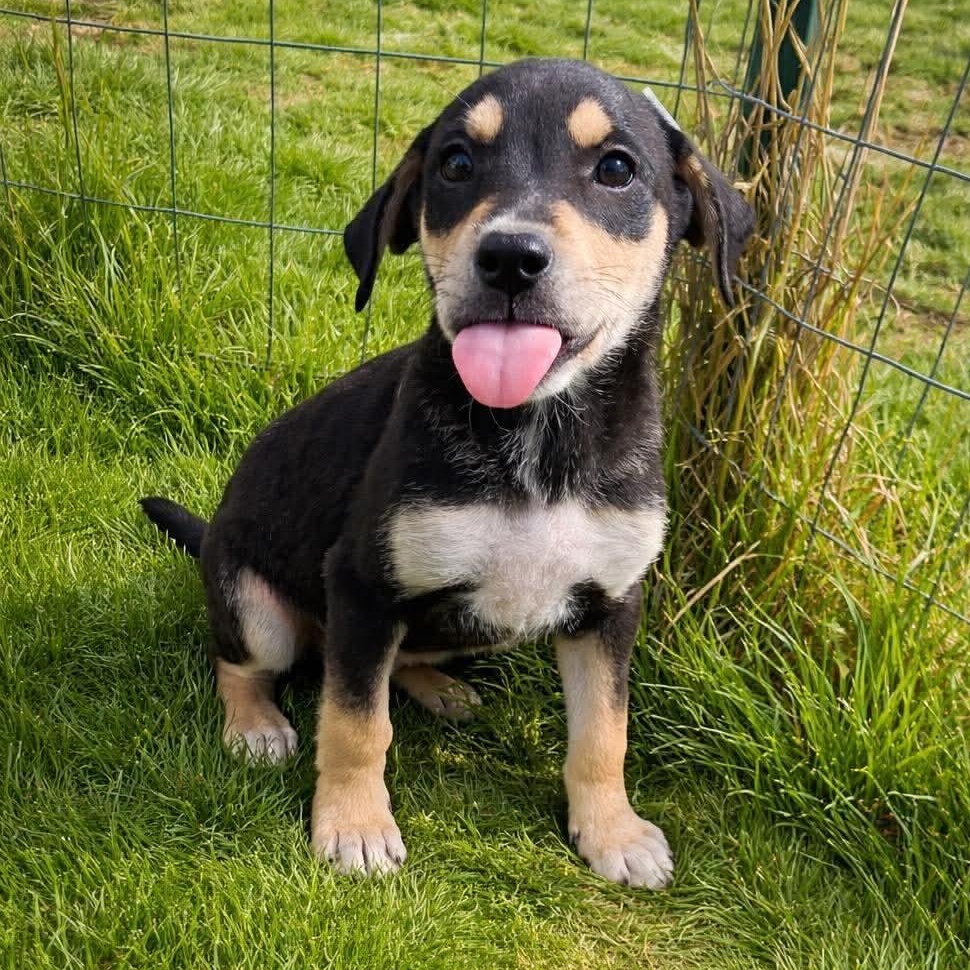 Enlarge Batman, a ADOPTABLE mixed breed in Rochester, NY image 1/4