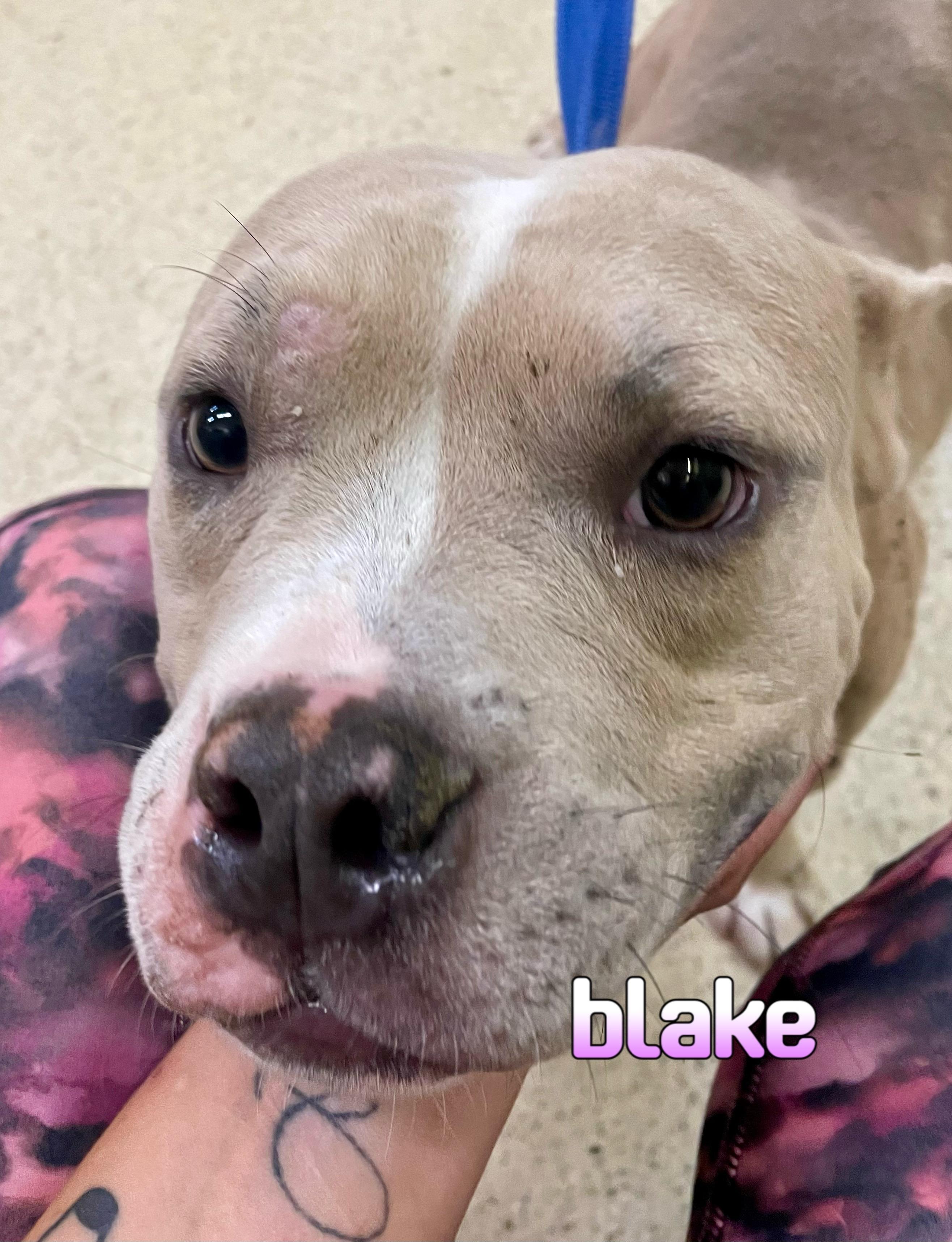 Blake