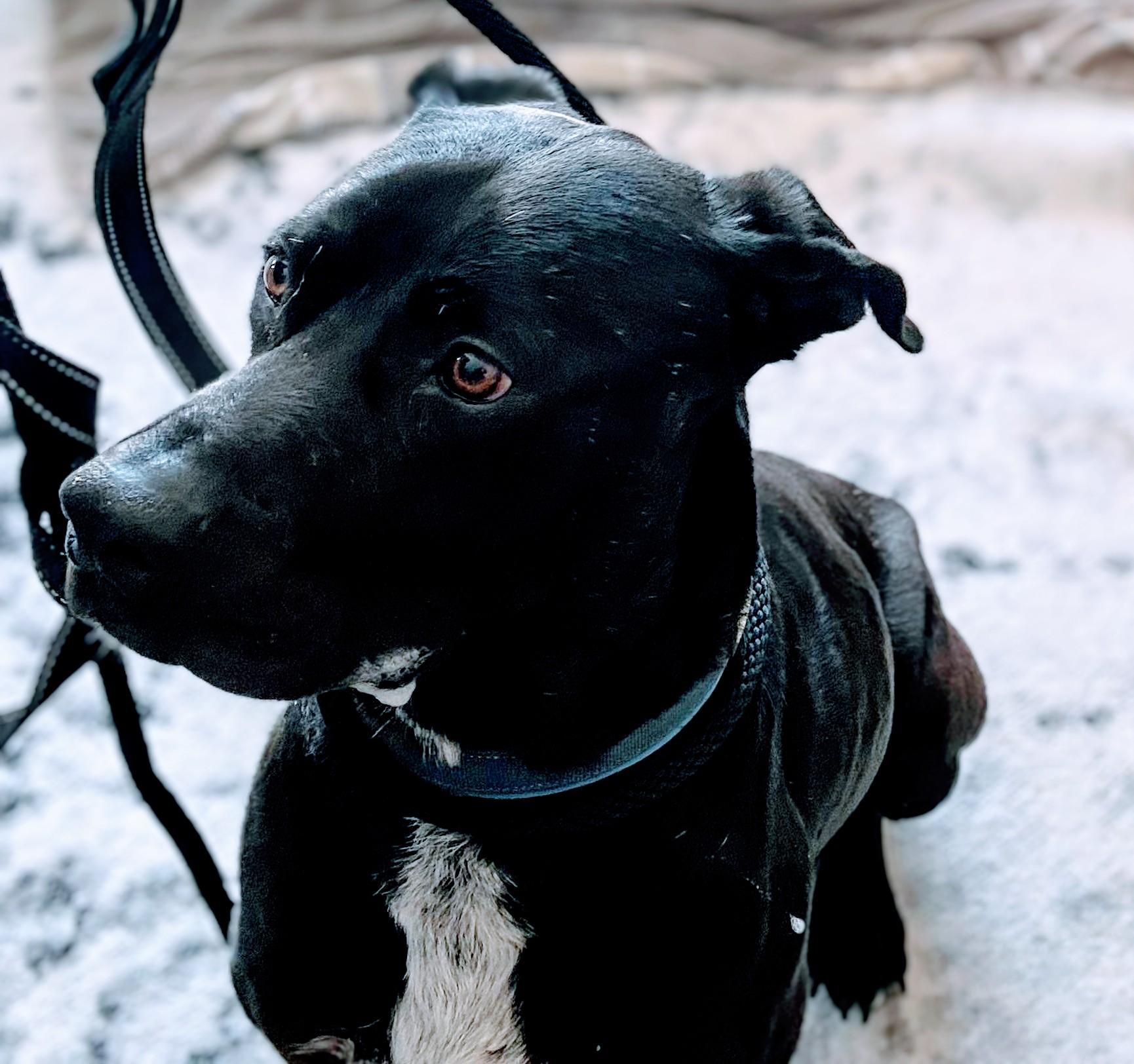 Lovely Leo from Azerbaijan, Adult Male Labrador Retriever