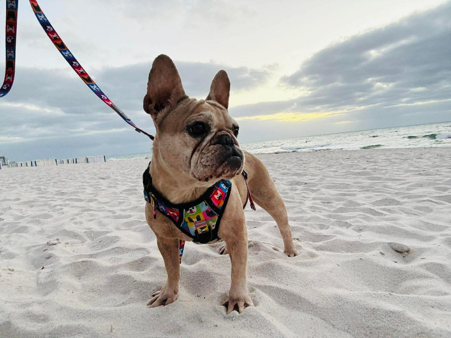 Enlarge Ariel, a ADOPTABLE French Bulldog in Palm Coast, FL image 2/4