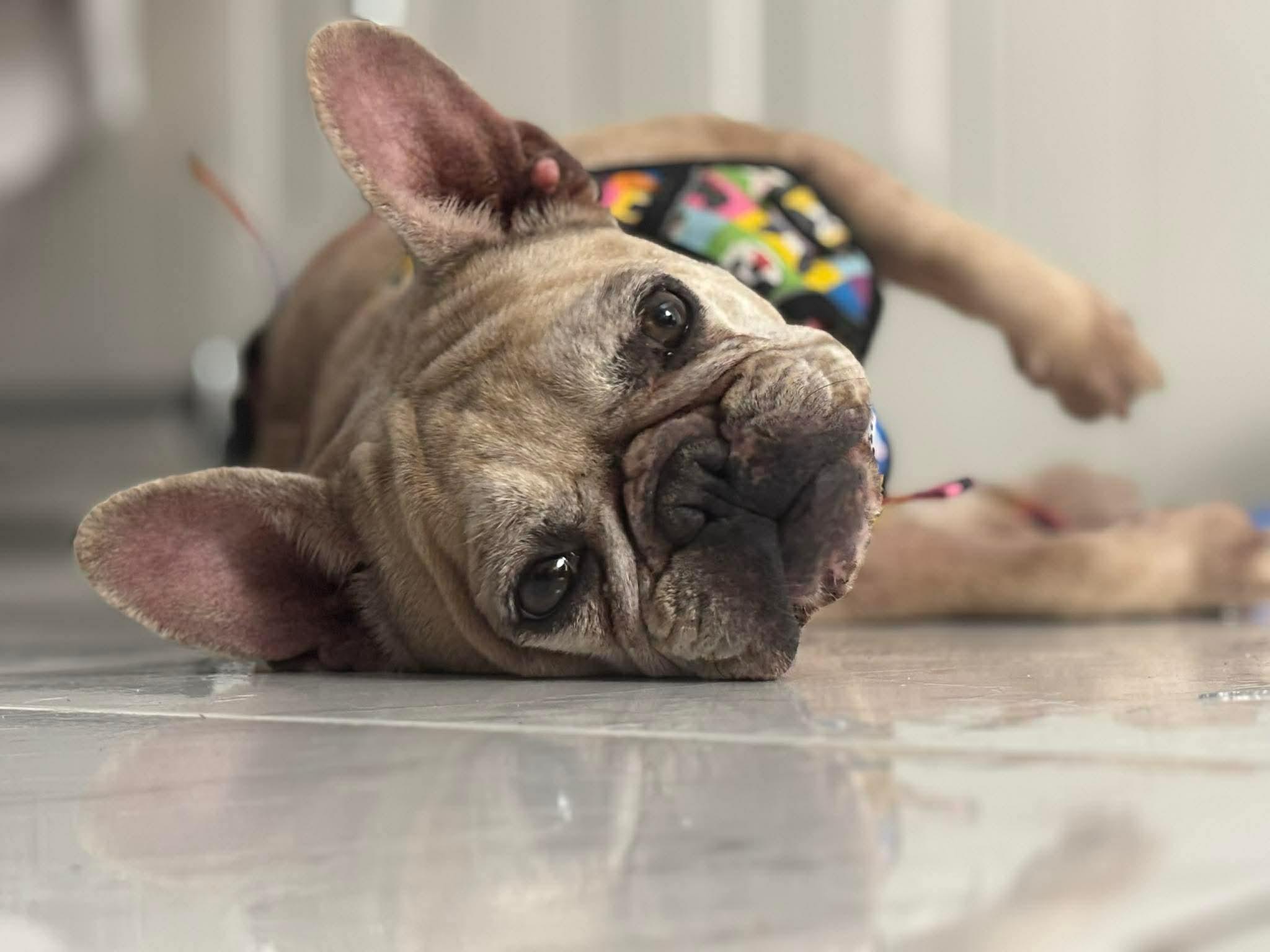 Ariel, ADOPTABLE, Adult Female French Bulldog.