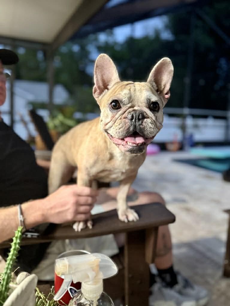 Enlarge Ariel, a ADOPTABLE French Bulldog in Palm Coast, FL image 4/4