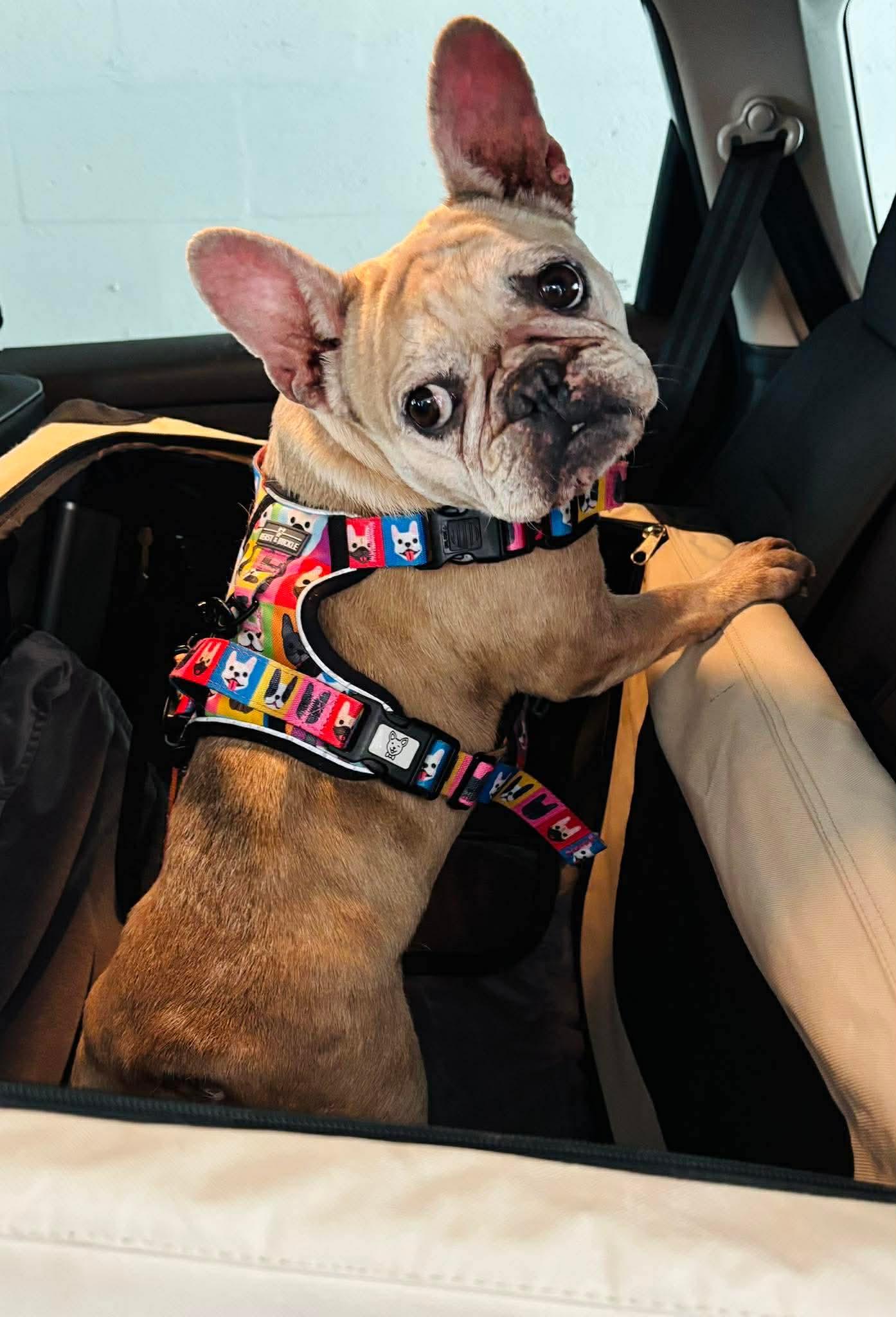 Enlarge Ariel, a ADOPTABLE French Bulldog in Palm Coast, FL image 3/4