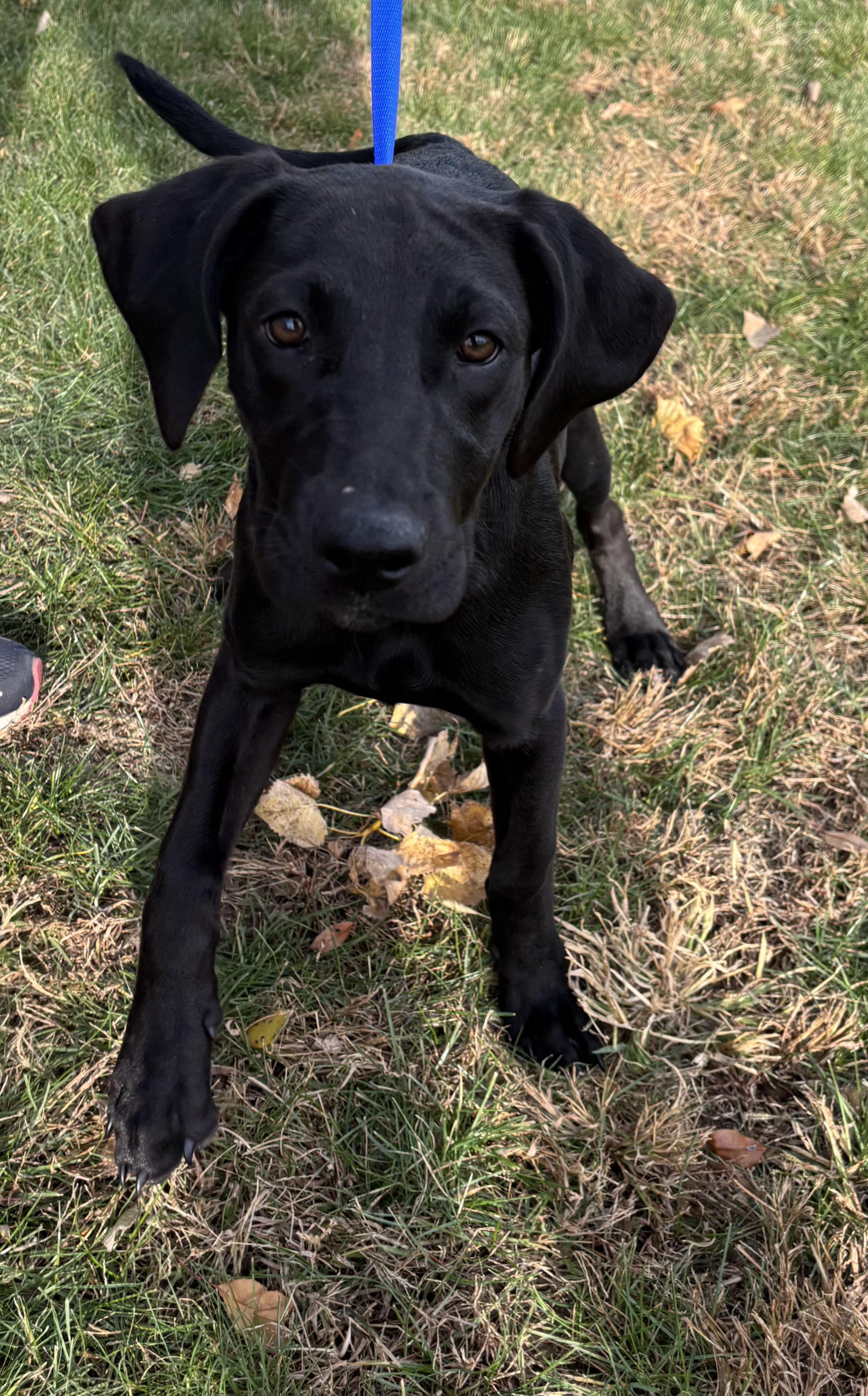 Forrest, an adopted mixed breed in Pella, IA image 1/4