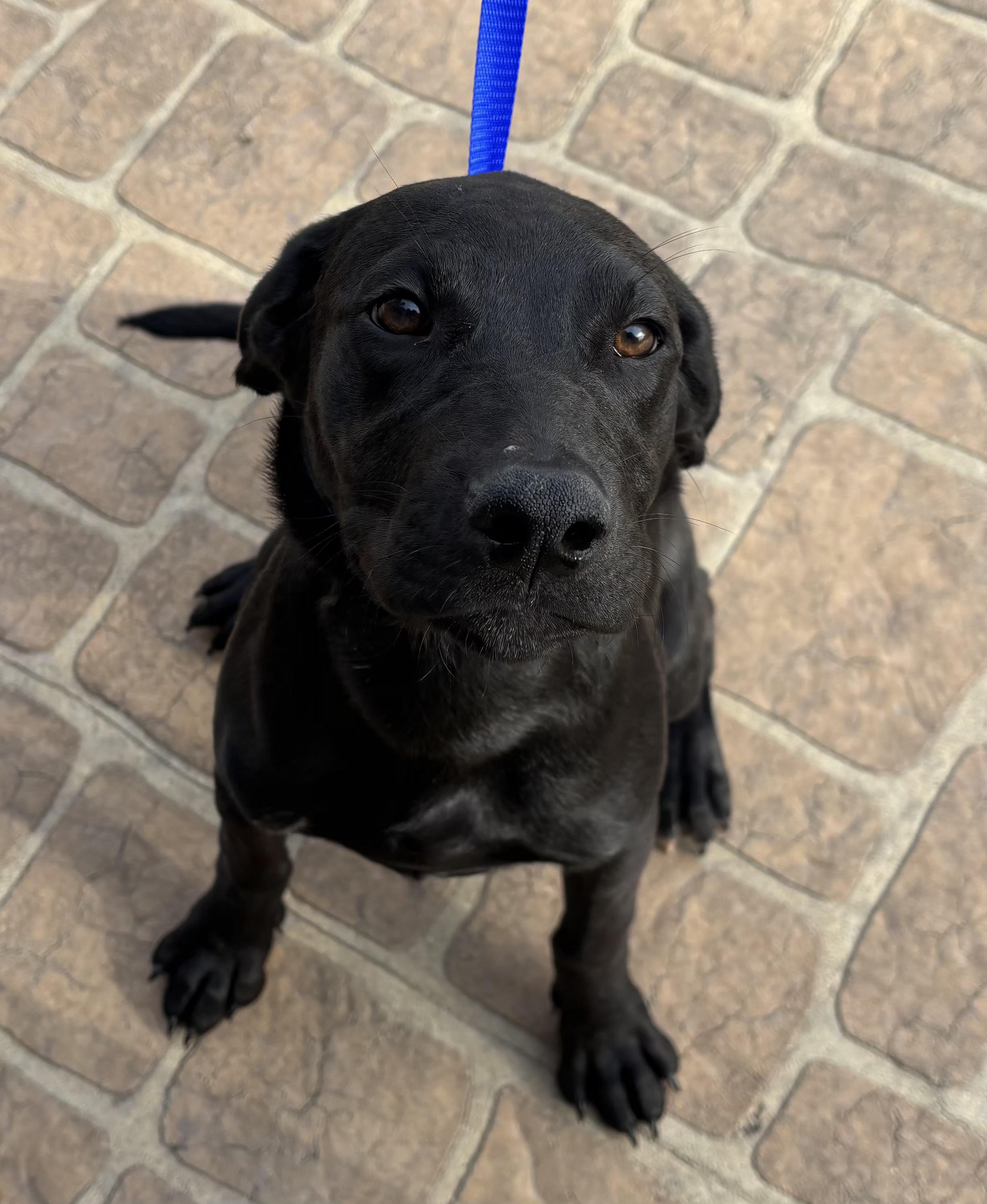 Forrest, an adopted mixed breed in Pella, IA image 2/4