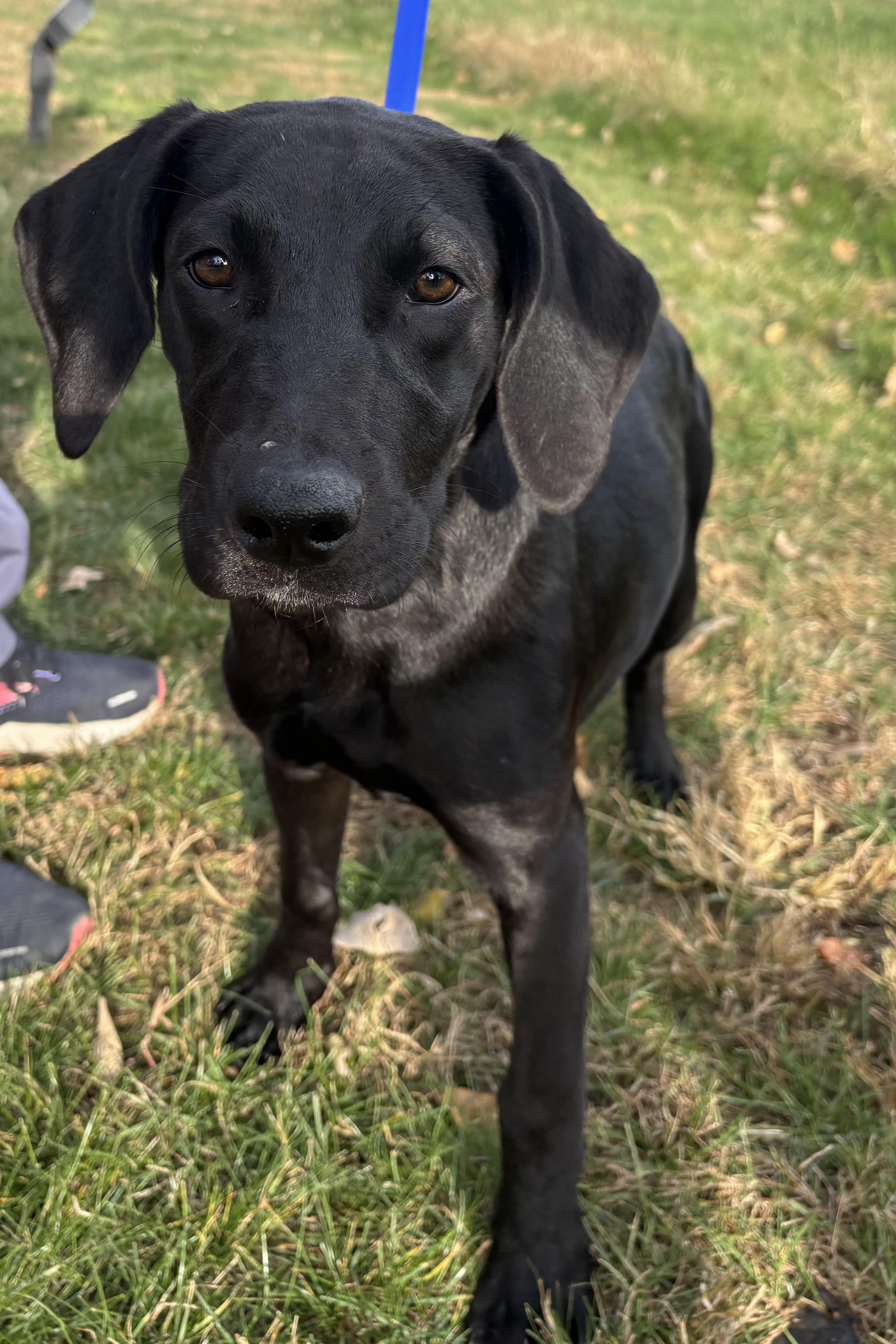 Forrest, an adopted mixed breed in Pella, IA image 3/4