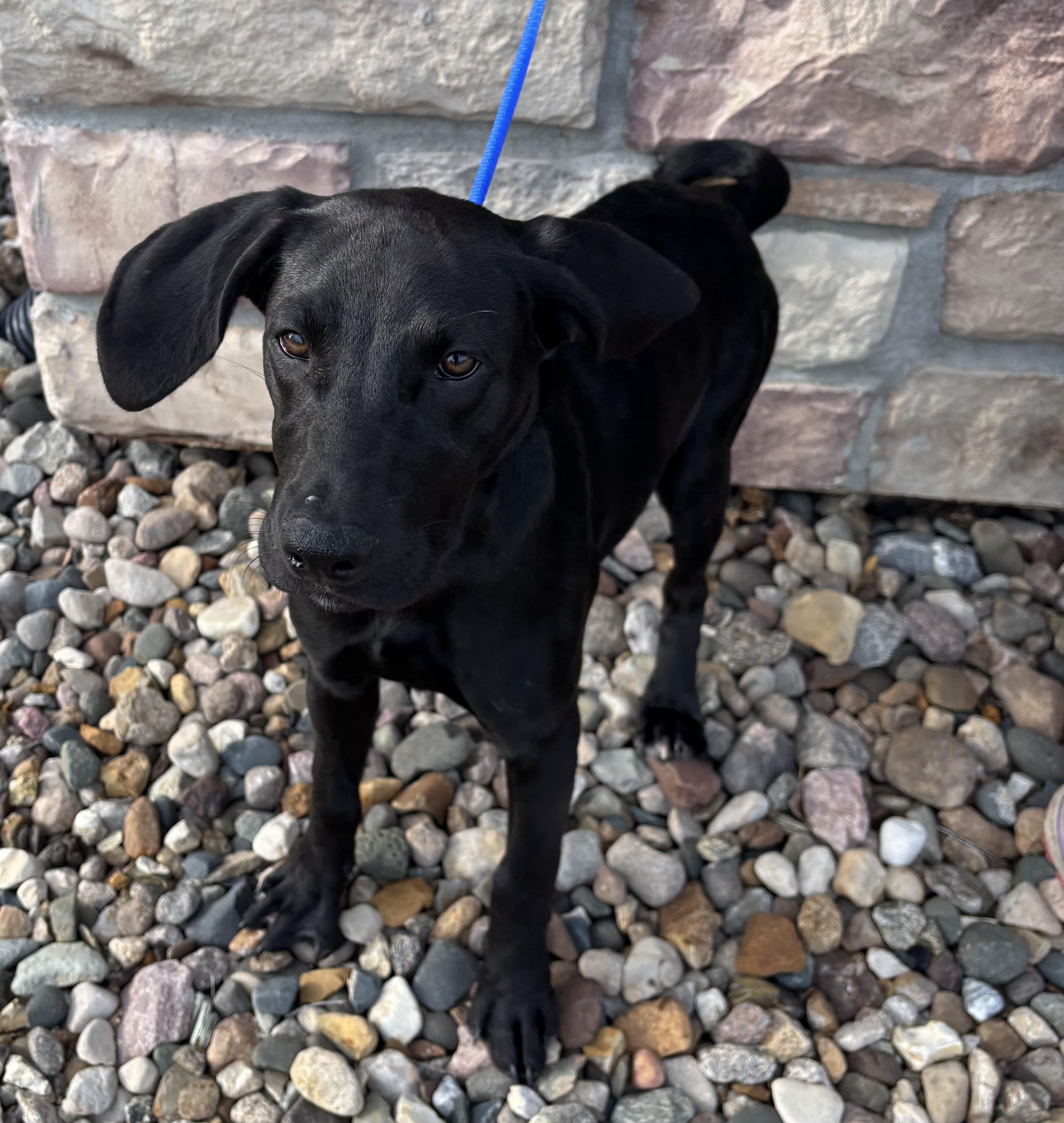 Forrest, an adopted mixed breed in Pella, IA image 4/4