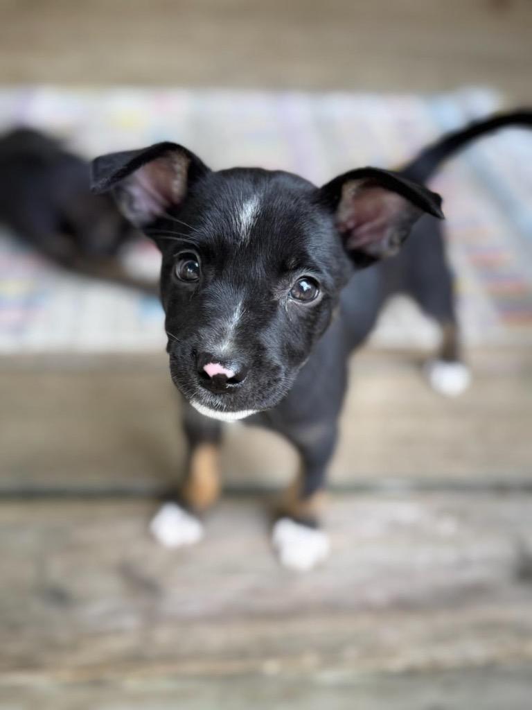 Enlarge Rosie, a Adoptable Mixed Breed in Batesville, AR image 1/2