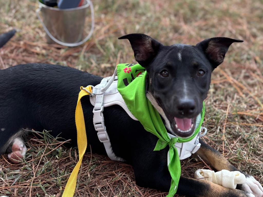 Rosie, Adoptable, Young Female Mixed Breed.