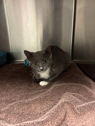 Enlarge Squat, a Adoptable Domestic Short Hair in Blue Springs, MO image 2/2