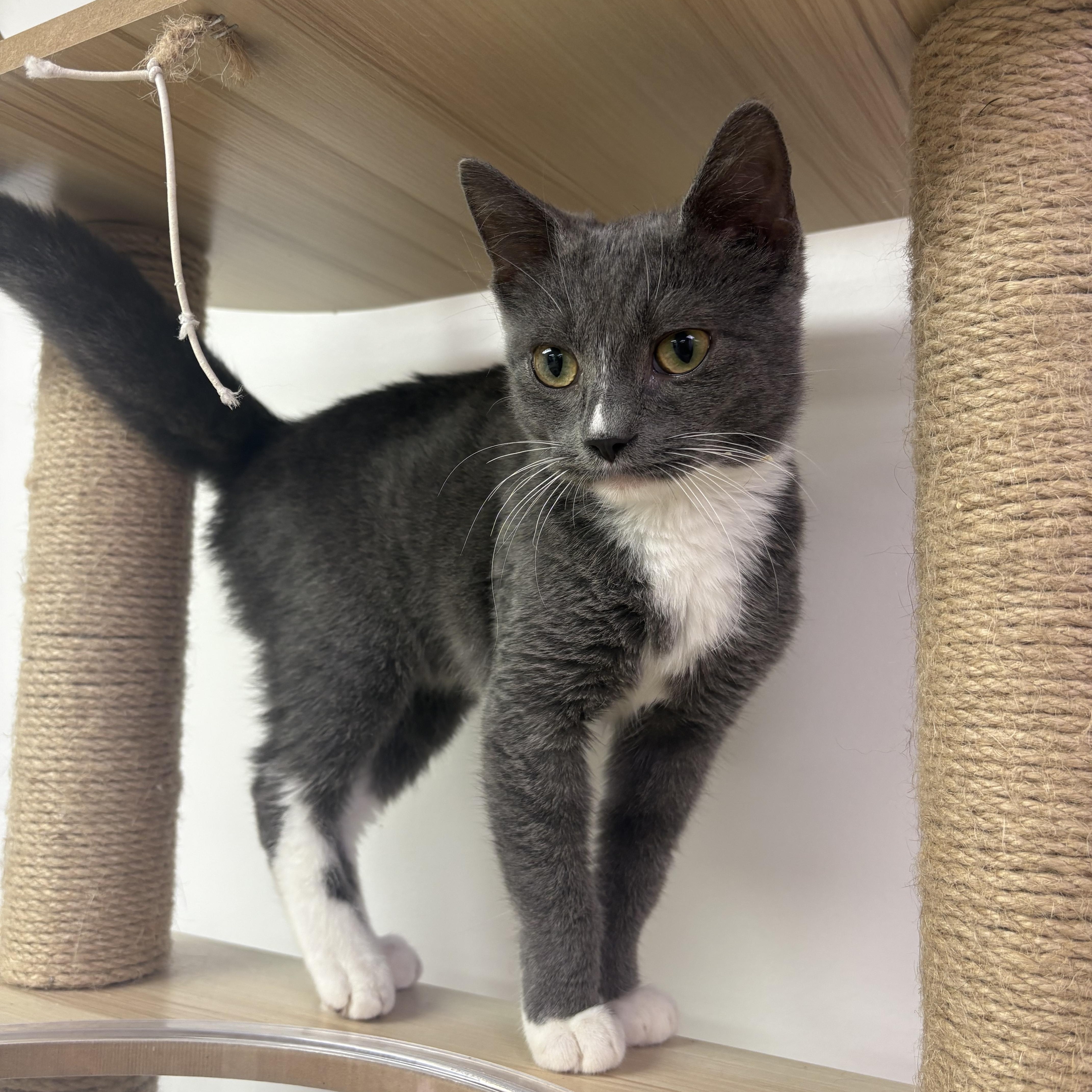 Enlarge Squat, a Adoptable Domestic Short Hair in Blue Springs, MO image 1/2