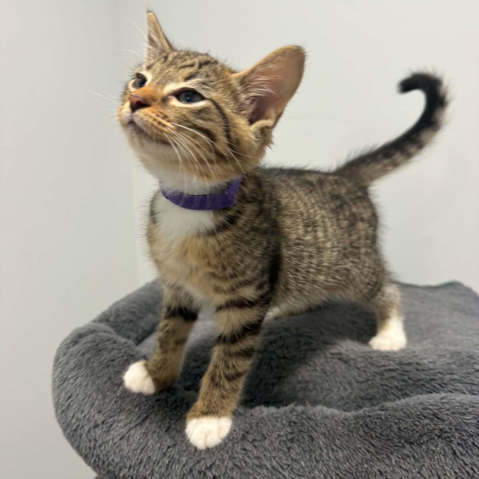 Enlarge Tiger, a Adoptable American Shorthair in Danbury, CT image 2/3