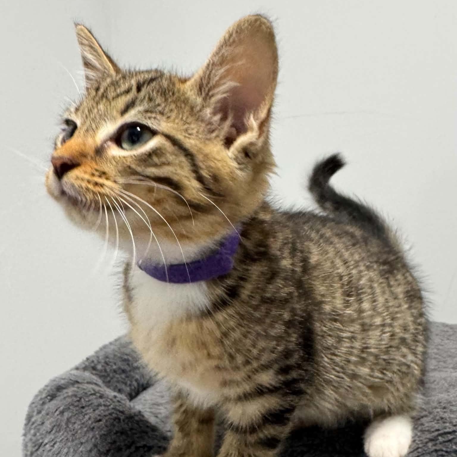 Enlarge Tiger, a Adoptable American Shorthair in Danbury, CT image 3/3