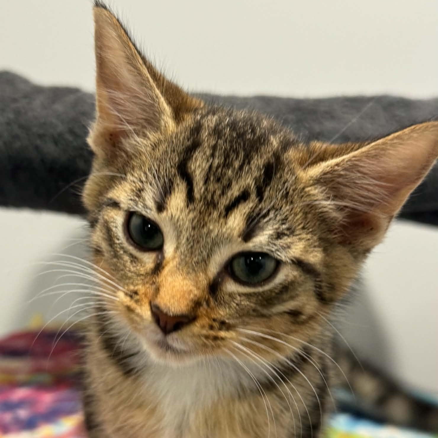 Tiger, Adoptable, Kitten Male American Shorthair.
